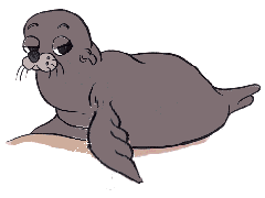 BABY MONK SEAL