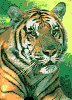 AMUR LEOPARD 