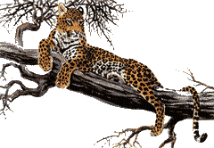 AMUR LEOPARD IN TREE