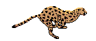 AMUR LEOPARD