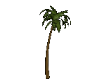 PALM TREE