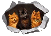 THREE SPACE CATS