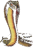 APEP THE EVIL SERPENT