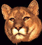 BAST AS THE LIONESS