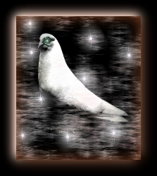 TESLA'S PIGEON