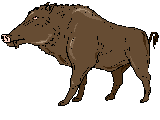 WILD BOAR