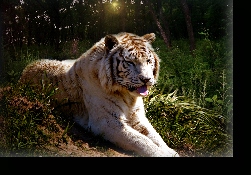 PAVEL THE SIBERIAN TIGER