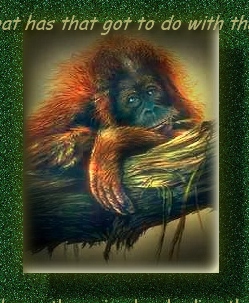 BABY SUMATRAN ORANGUTAN