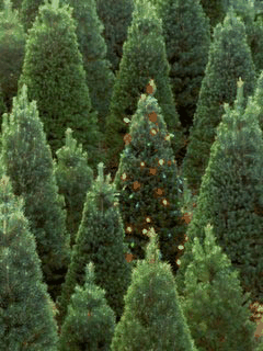 CHRISTMAS TREES