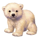 BABY POLAR BEAR
