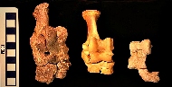 WHALE BONES