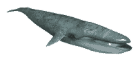 NEMO THE WHALE