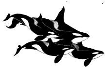 ORCAS SWIMMING