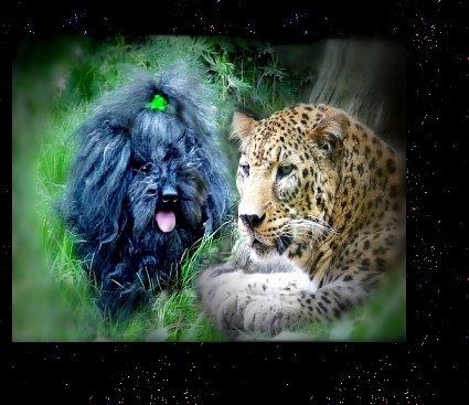 COMMABDER RALPH AND AMUR LEOPARD