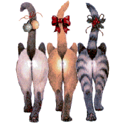 cats